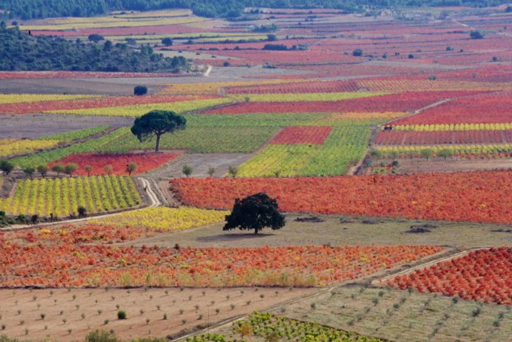 Viñedos en Utiel-Requena