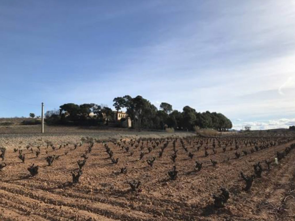 Vinedo de Bobal Pago Vera de Estenas