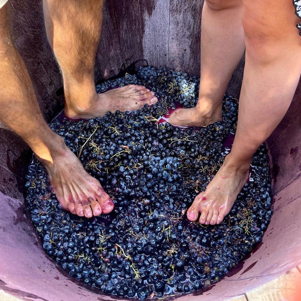 Vendimia, pisada de uvas